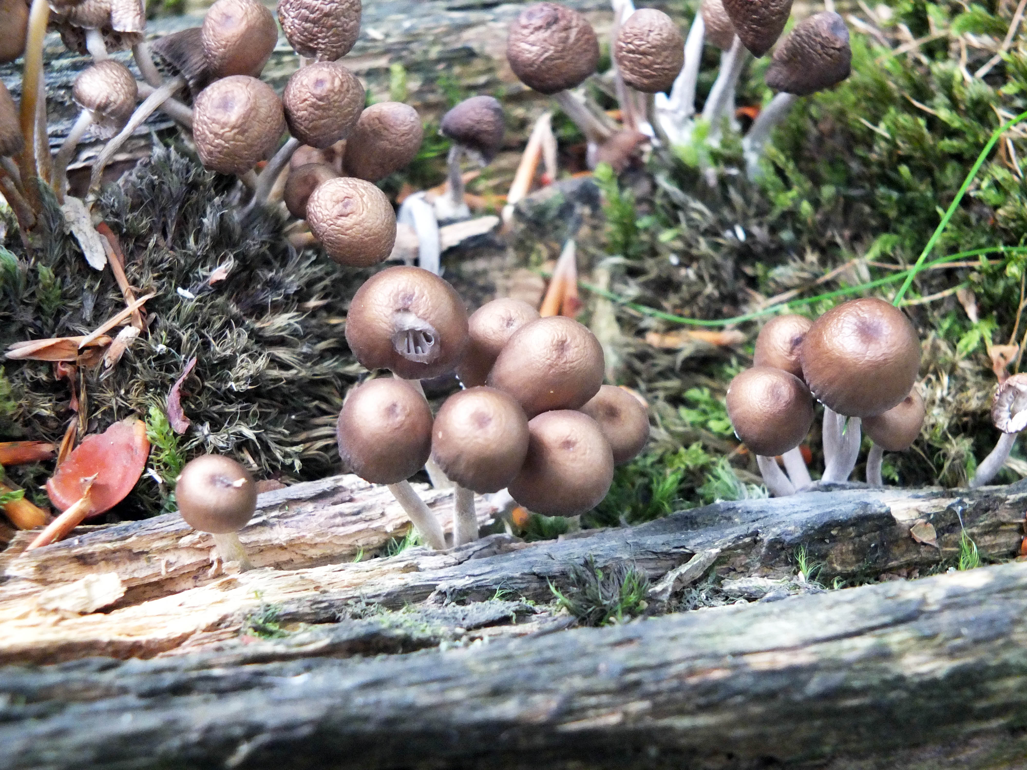 Woodland fungi 3