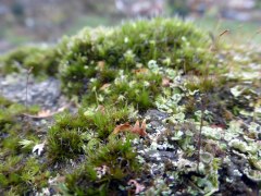 lichen and moss 4