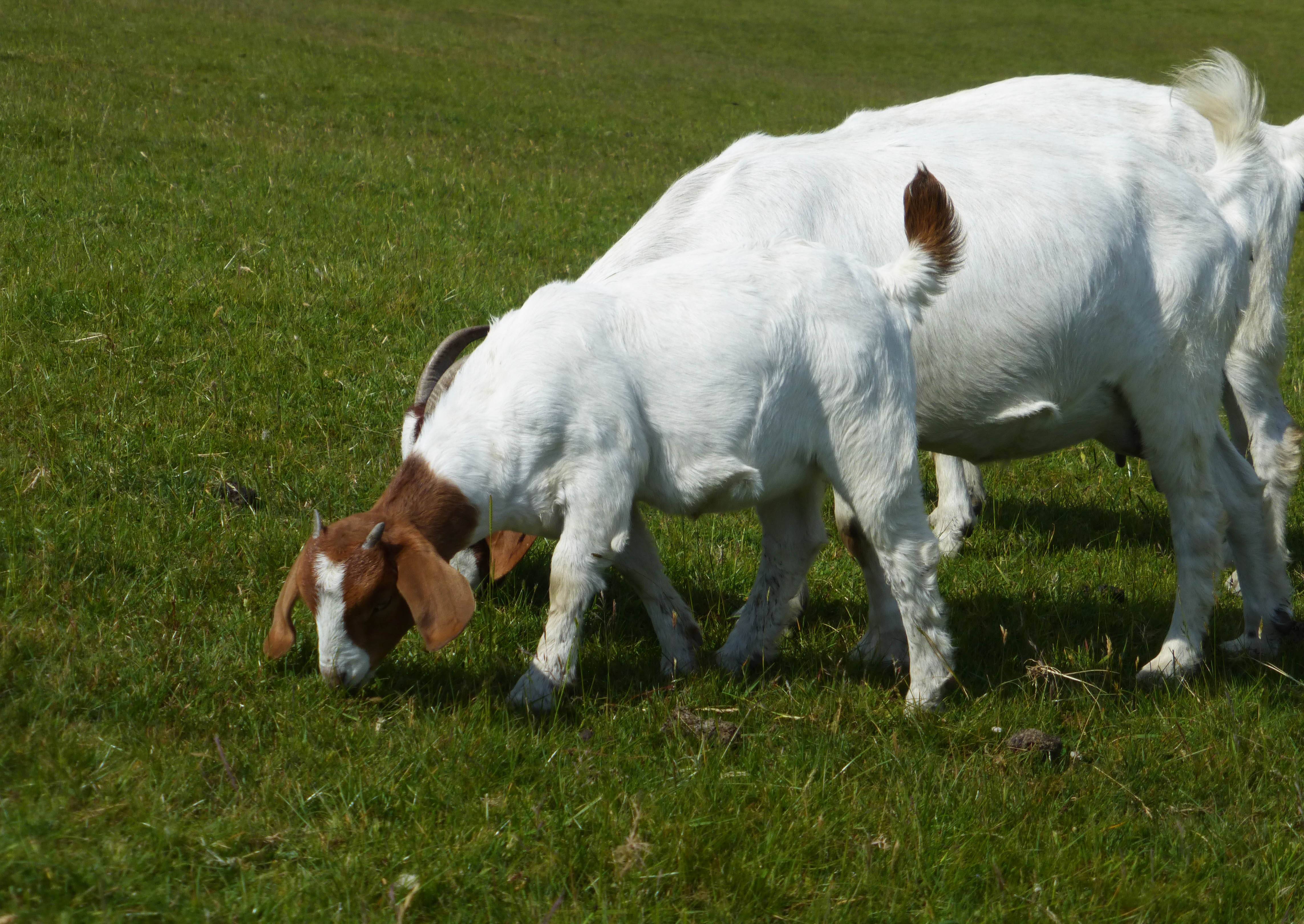 Munching goats 3